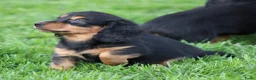 Teckel (langhaar) honden te koop: Teckel pups Black& tan langhaar - Advertentie 3