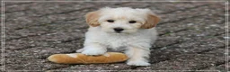Maltipoo honden te koop: Leuke Maltipoo pups. - Advertentie 6