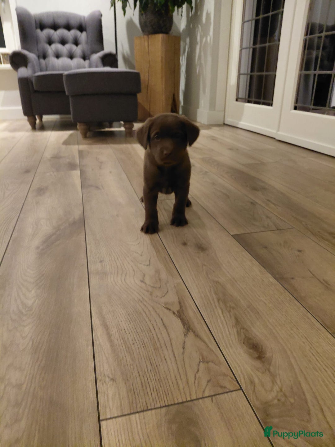 Kruising honden te koop: Super mooie bruine Labrador pups - Advertentie 4