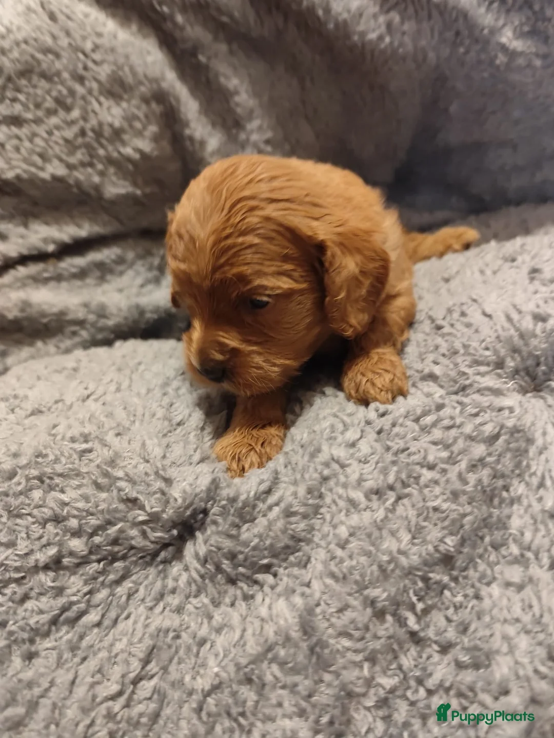 Cavapoo honden te koop: Laatste cavapoo pup teefje beschikbaar  - Advertentie 3