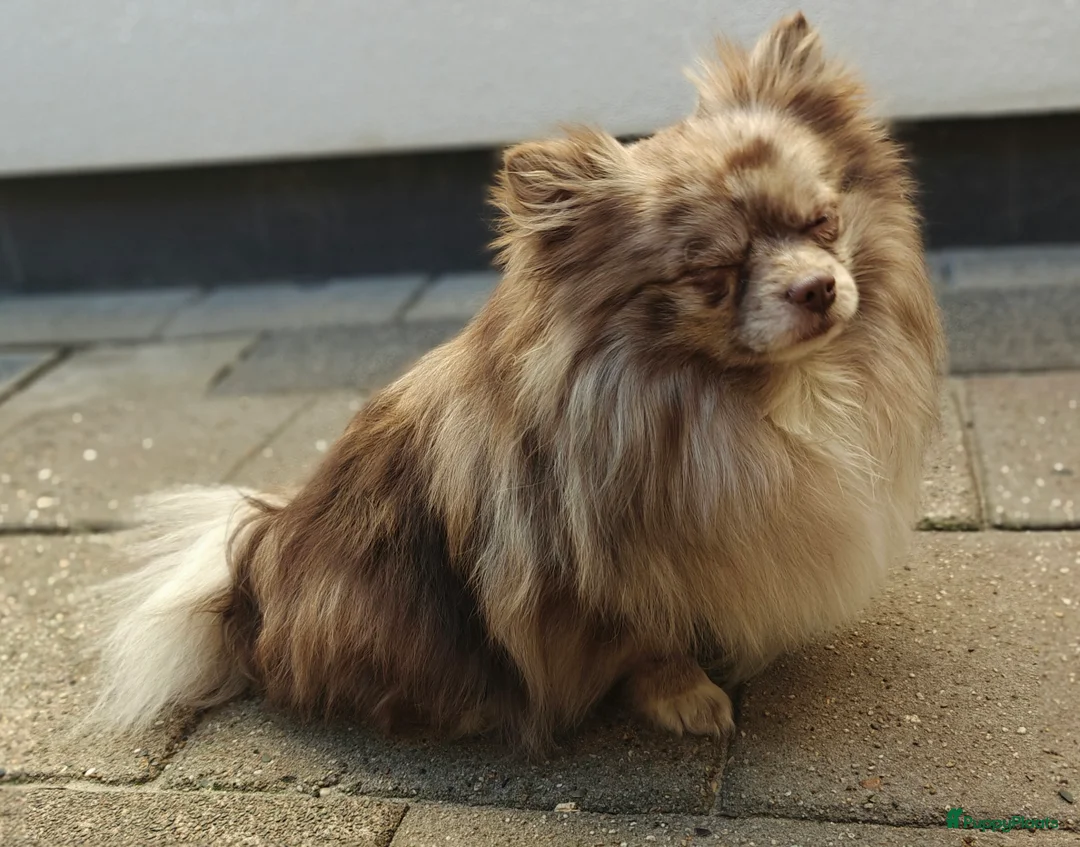 Pomeriaan honden ter dekking: Chocolate Merle Tan Pomeriaan Dekreu in Eindhoven - Advertentie 4