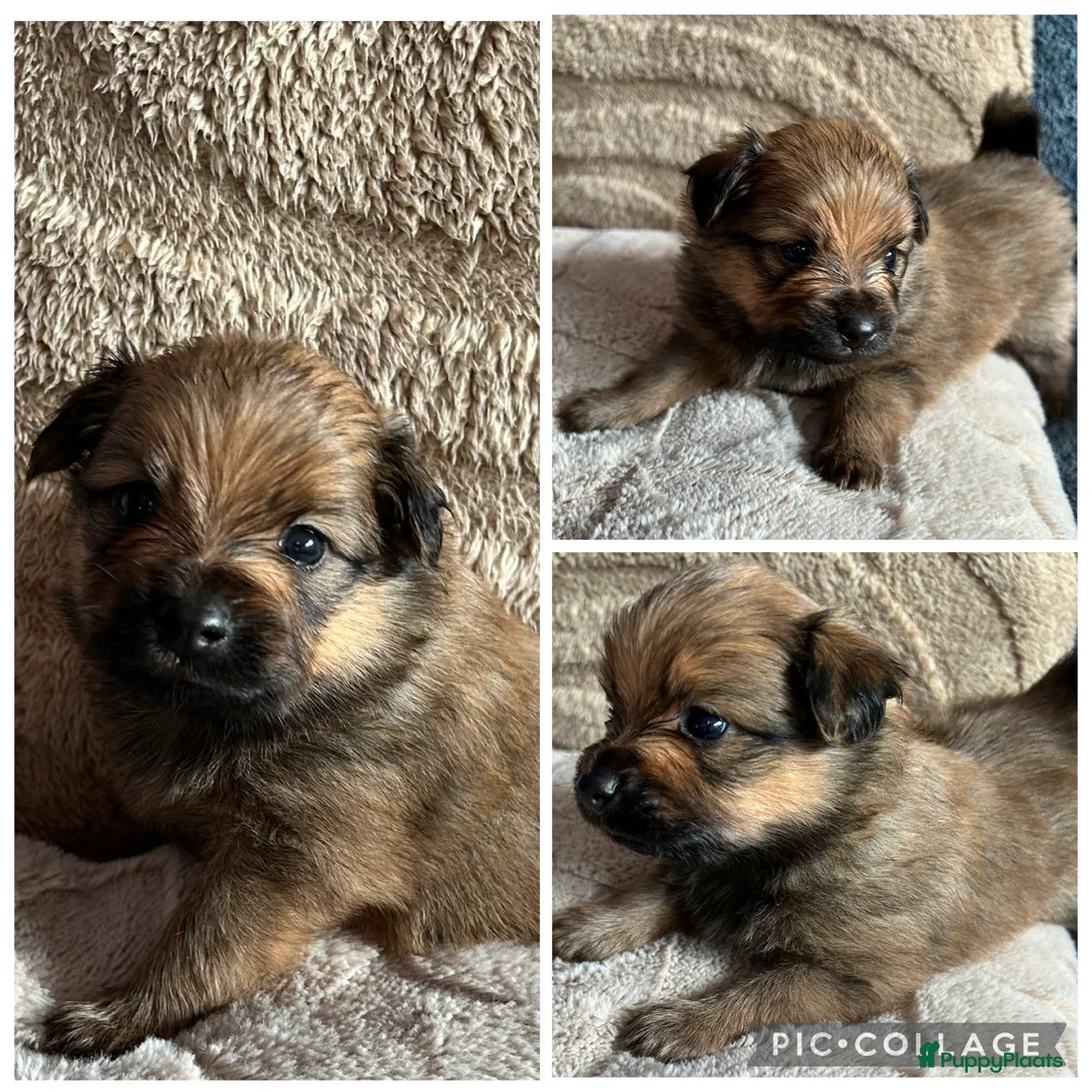 Pomchi honden te koop: Pomchi/pomeriaan - Advertentie 22