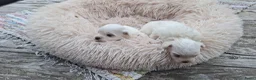 Maltezer honden te koop: Mini maltezer leeuwtjes. Vader en moeder aanwezig. - Advertentie 4