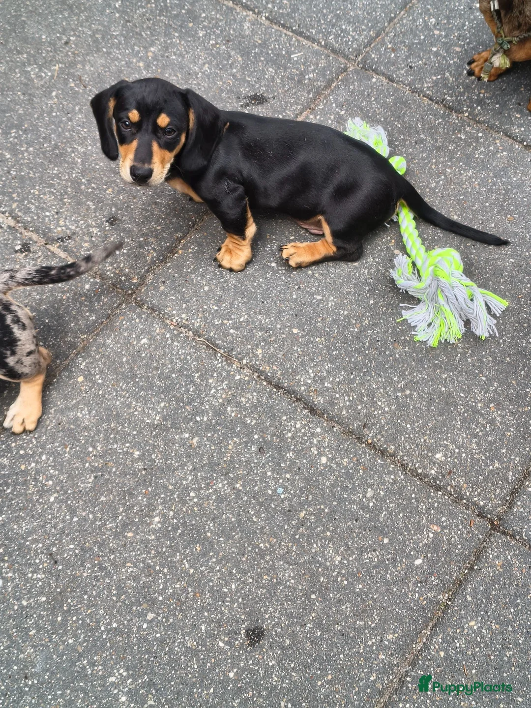 Kruising honden te koop: Black and crème reutje  - Advertentie 1