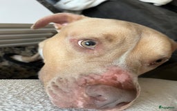 Pitbull Terriër honden ter dekking: Ajax/Jaxie ( DEKREU ) - Advertentie 6