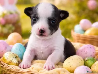 Chihuahua honden raszuiver chihuahua puppy reutje - Advertentie 1