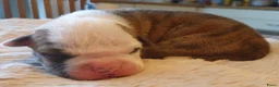 Amerikaanse Bulldog honden te koop: Prachtige Amerikaanse bulldog pups met stamboom - Advertentie 4