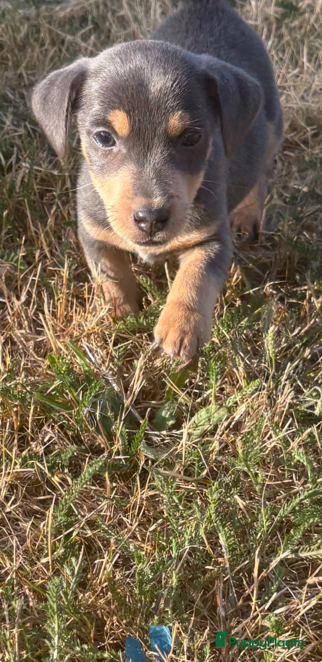 Jack Russel Terriër honden te koop: Jack russel pups - Advertentie 1