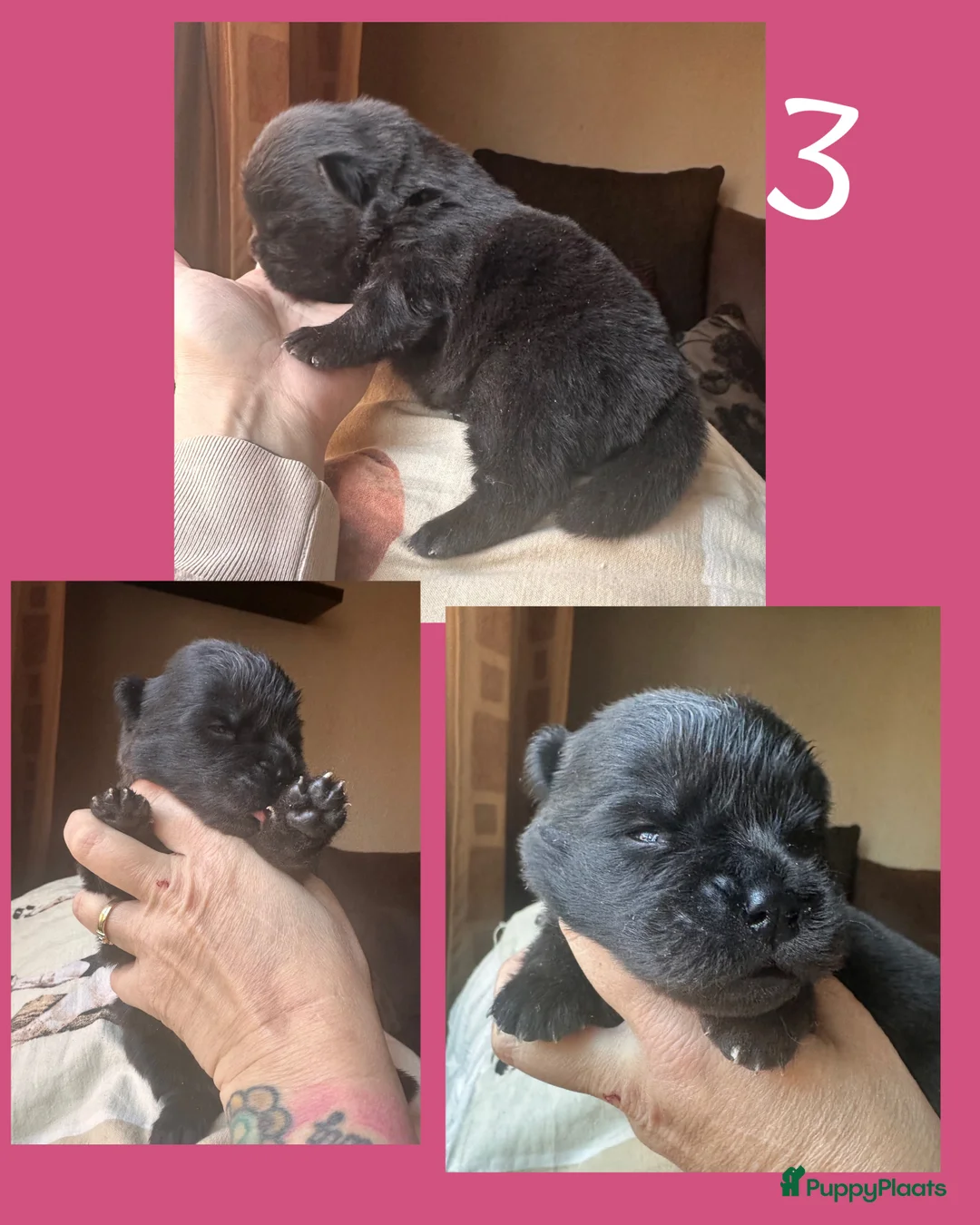 Chow Chow honden te koop: Mini Chow chow - Advertentie 16