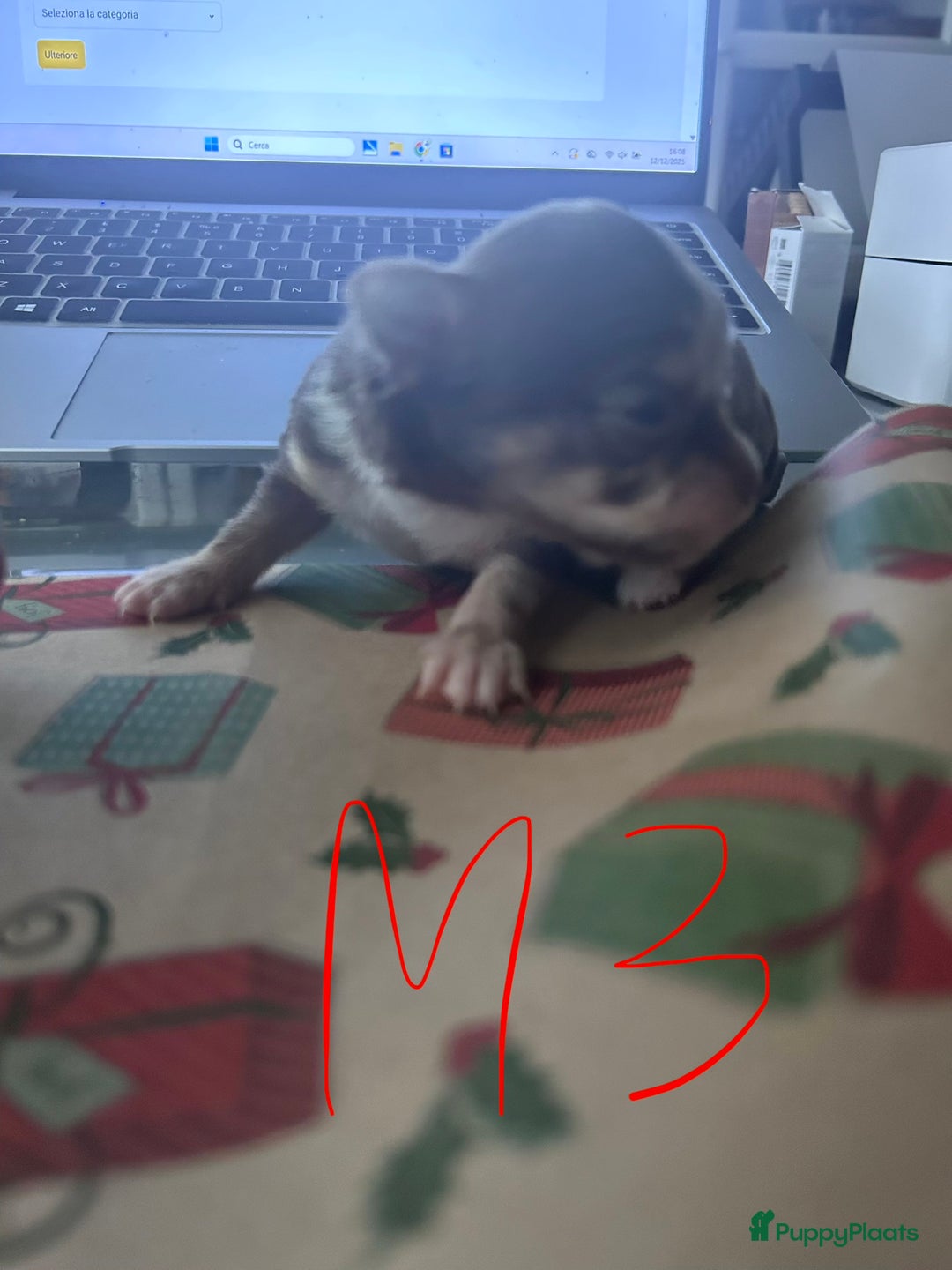 Chihuahua honden te koop: 6 lieve Chihuahua puppy’s - Advertentie 18