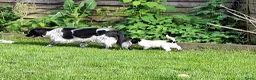 Kruising honden te koop: Prachtige puppy's, mix Friese Stabij/Kelpie  in Nieuwolda - Advertentie 4