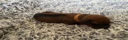 Rhodesian Ridgeback honden te koop: Pups met stamboom Rhodesian Ridgeback  - Advertentie 22