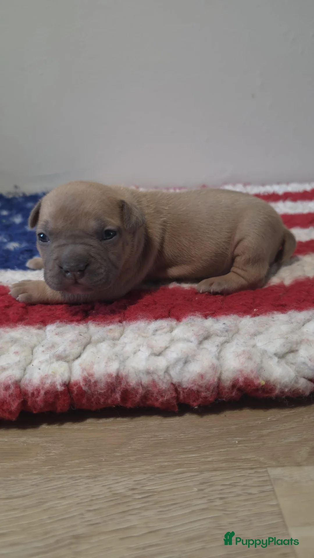 American Staffordshire Terriër honden te koop: Prachtige Amerikaanse Staffordshire Terriër pups - Advertentie 6