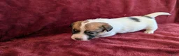 Jack Russel Terriër honden te koop: Mooie Jack Russell pups met stamboom  - Advertentie 3