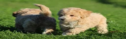 Maltipoo honden te koop: Knappe Maltipoo pups. - Advertentie 7