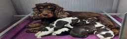 Engelse Cocker Spaniel honden te koop: Engelse Cockerspaniel pups met Stamboom. - Advertentie 9