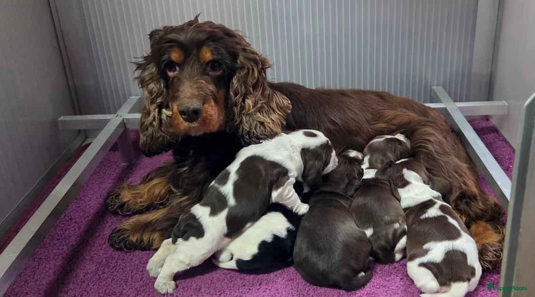 Engelse Cocker Spaniel honden te koop: Engelse Cockerspaniel pups met Stamboom. - Advertentie 9