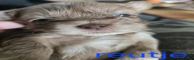 Kruising 4