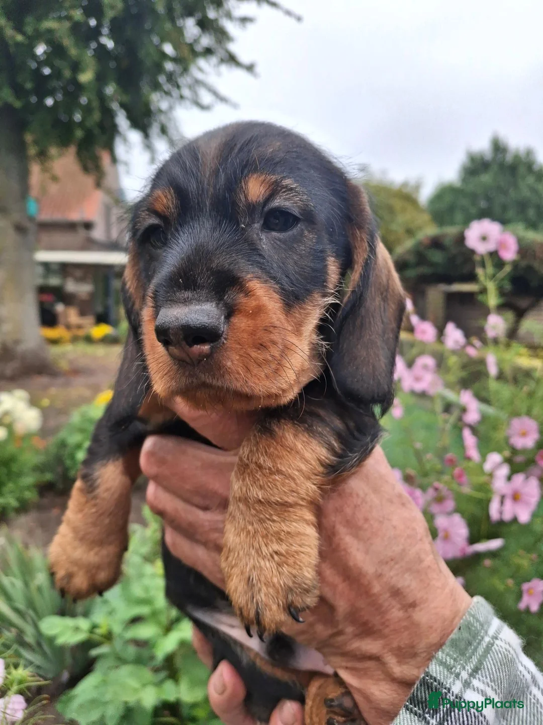 Dwergteckel honden te koop: Ruwharig dwergteckel pups - Advertentie 9