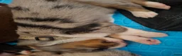 Australian Shepherd honden te koop: Mooie australian shepherd pups - Advertentie 4
