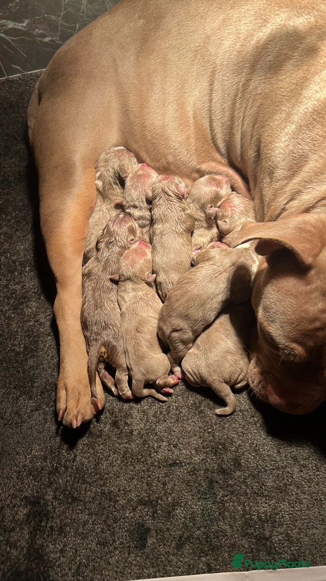 Amerikaanse Bully honden te koop: Prachtige pocket bully pups  - Advertentie 2