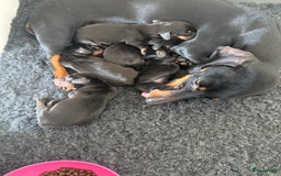 Teckel (korthaar)  honden te koop: Dwergteckel teefjes op zoek naar een gouden mandje in Halsteren - Afbeelding 7