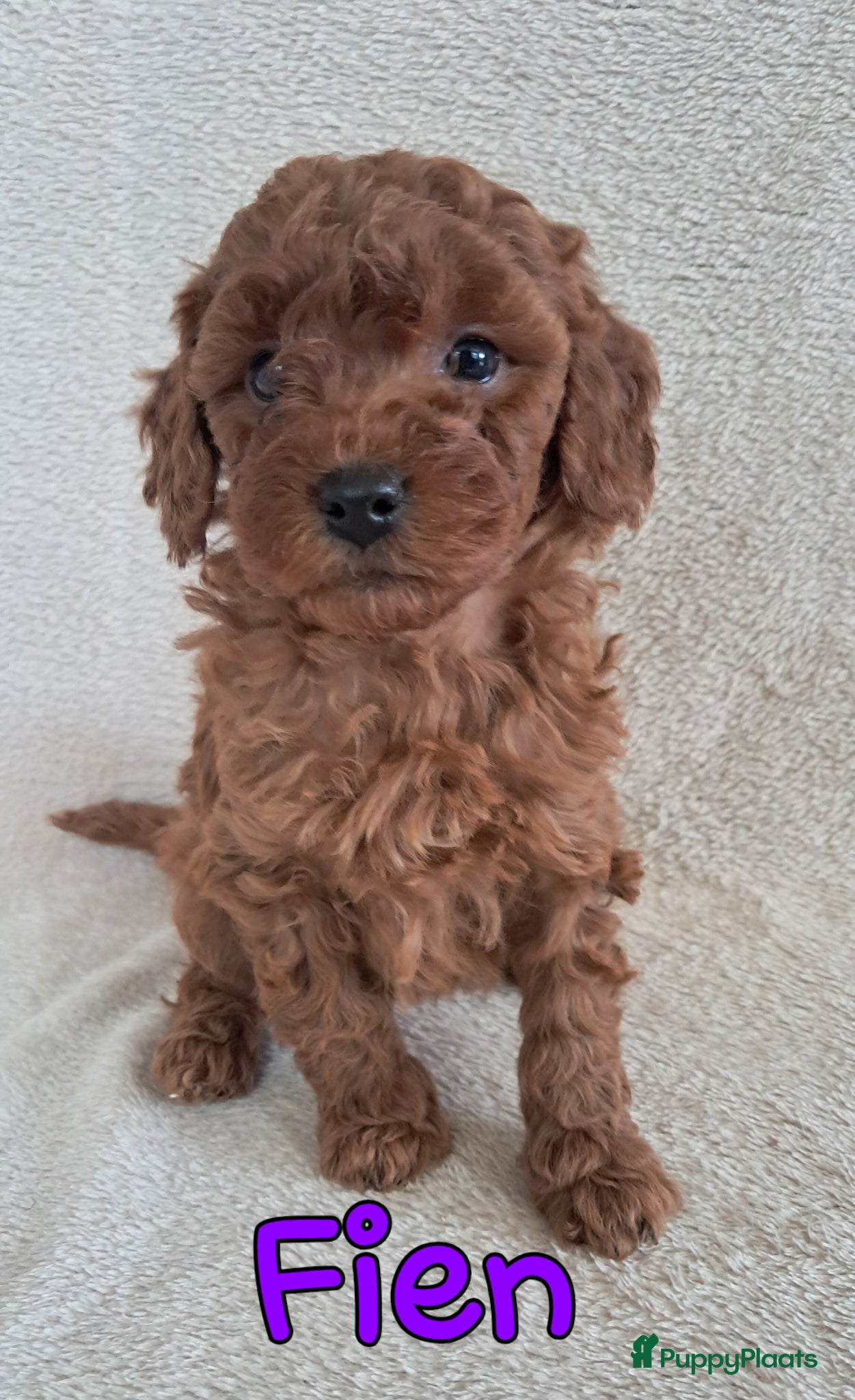 Labradoodle honden F1b mini doodles - Advertentie 2