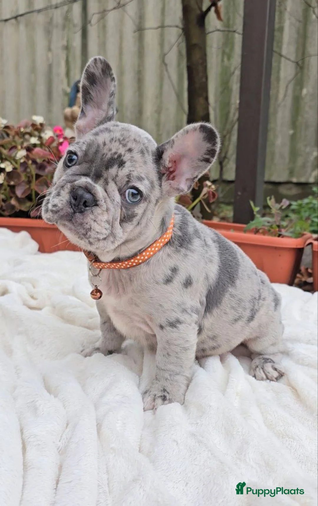 Franse Bulldog honden te koop: Franse Bulldog pups in Amsterdam - Advertentie 4