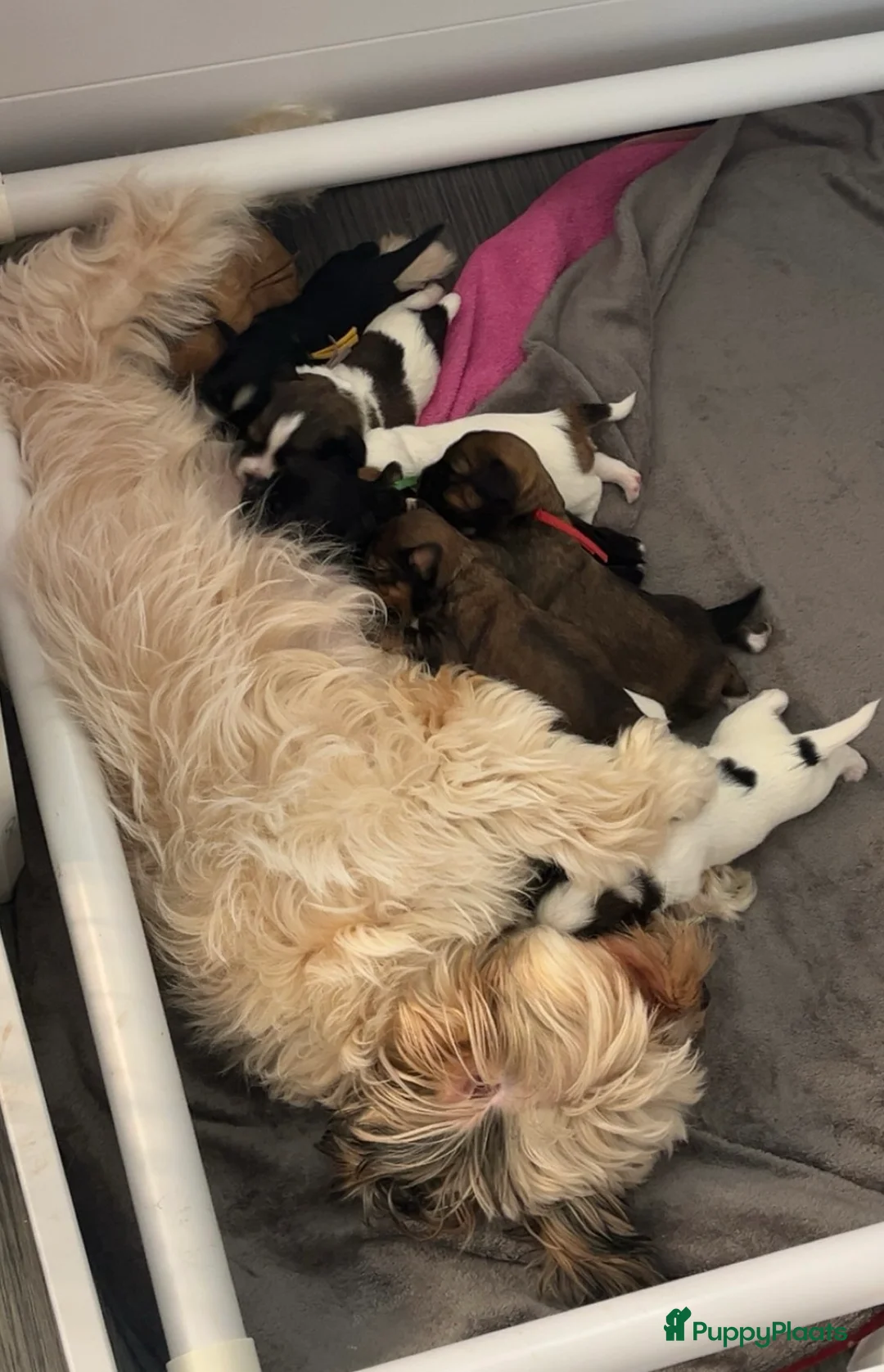 Boomer honden te koop: Boomer puppy’s in Bodegraven - Advertentie 2