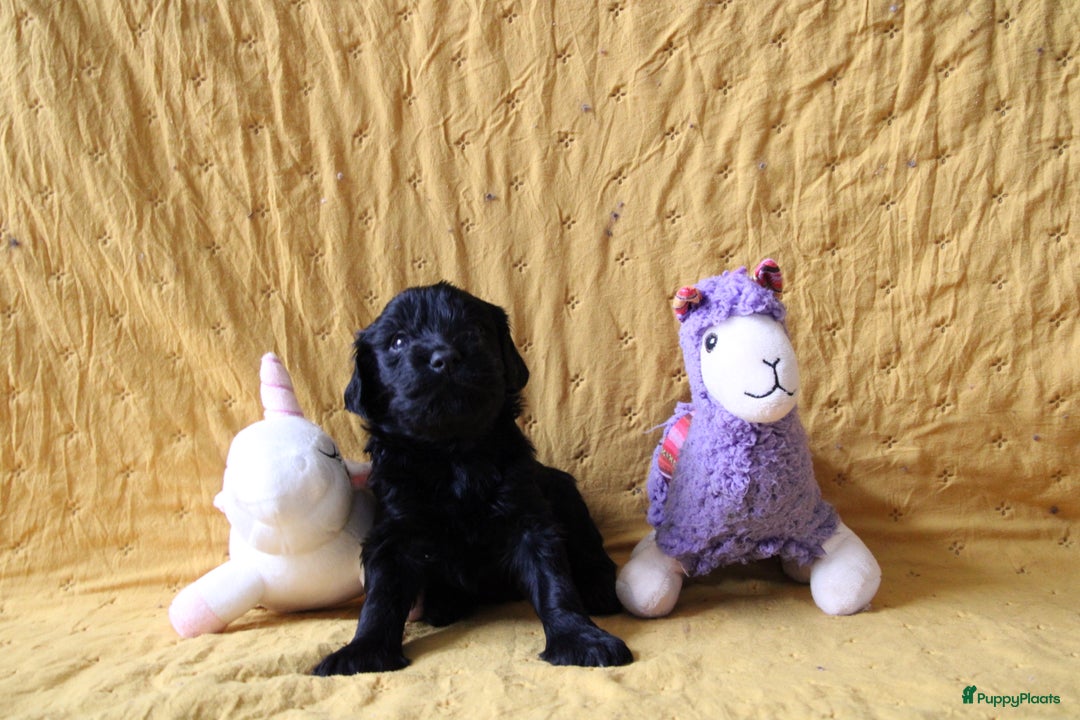 Barbet honden te koop: Barbet puppy’s geboren - Advertentie 7