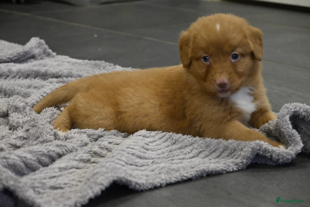 Nova Scotia Duck Tolling Retriever honden te koop: Speelse Nova Scotia Duck Tolling Retriever pups  - Advertentie 15