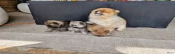 Pomeriaan honden te koop: Pommeriaan - Advertentie 10
