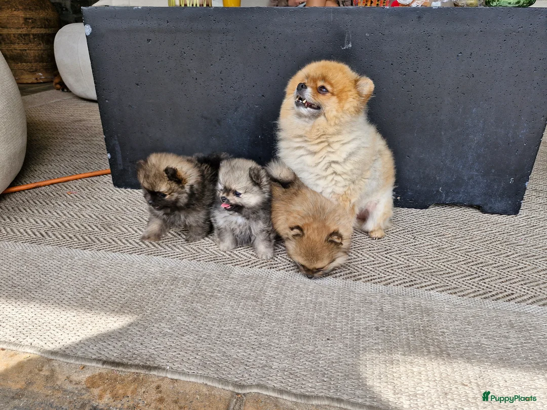 Pomeriaan honden te koop: Pommeriaan - Advertentie 10