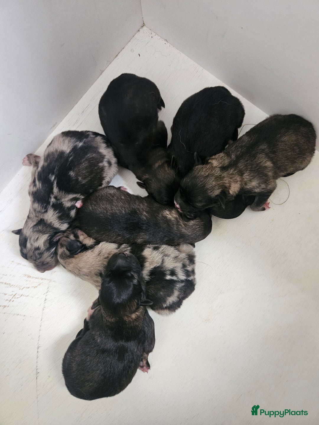 Kruising honden te koop: knappe keeshond x border collie puppy's te koop - Advertentie 2