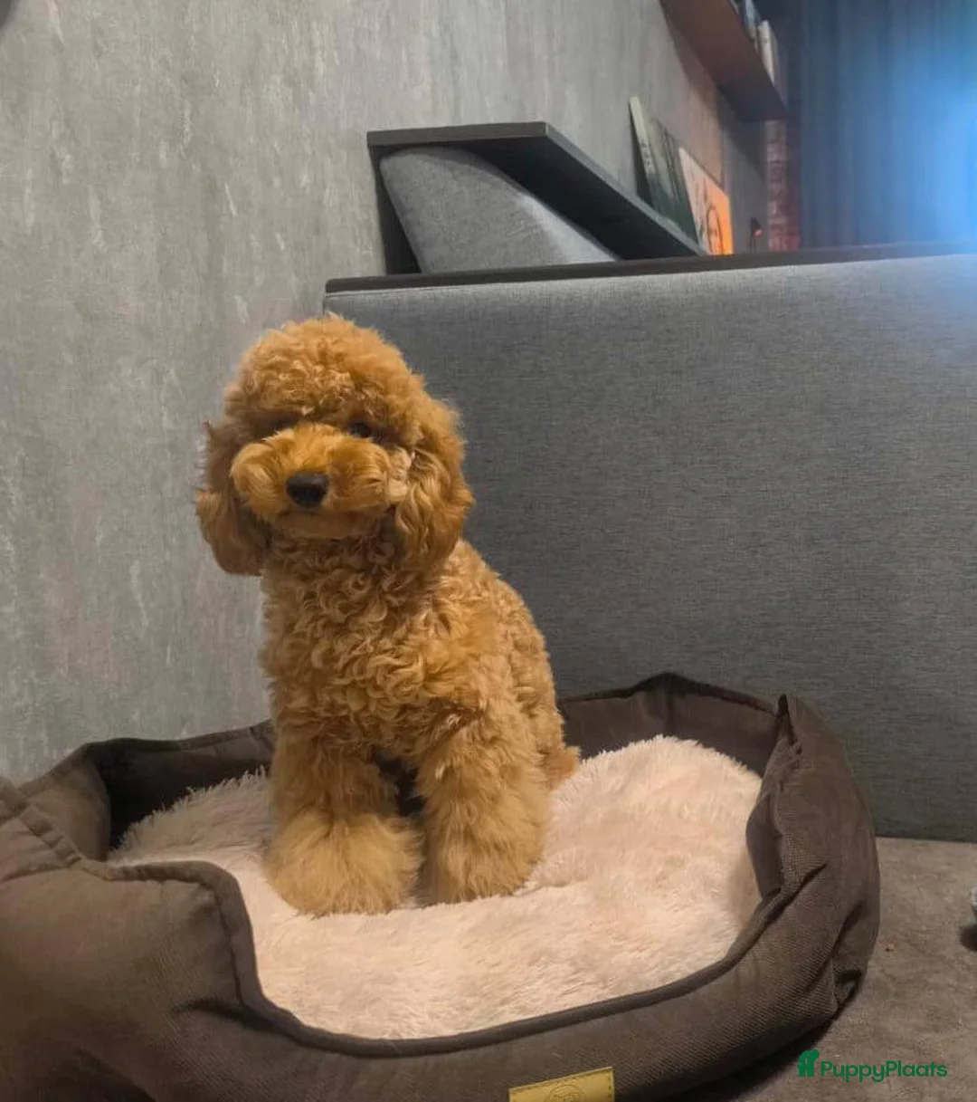 Poedel Toy honden te koop: Toy Poedels  - Advertentie 1
