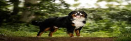 Berner Sennenhond honden te koop: Prachtige Berner Sennenpups met stamboom - Advertentie 9