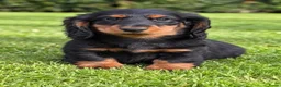 Teckel (langhaar) honden te koop: Teckelpups langhaar met FCI stamboom standaard - Advertentie 6