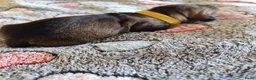 Ruwhaar Teckel honden te koop: Prachtige lieve ruwharige standaard teckel pups - Advertentie 10