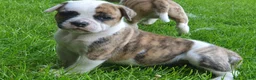 Amerikaanse Bulldog honden te koop: Prachtige Amerikaanse bulldog pups met stamboom - Advertentie 4