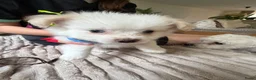 Maltipom honden te koop: Lief aanhankelijk reutje Maltipom - Advertentie 7