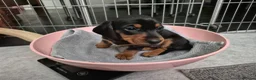 Teckel (korthaar)  honden te koop: Dwerg teckel pups - Advertentie 29