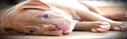 Amerikaanse Bully honden te koop: American bully pocket teefje - Advertentie 4