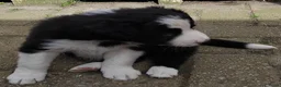 Border Collie honden te koop: border collie reutje - Advertentie 3