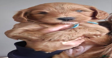 Australian Labradoodle honden Mini Australian labradoodle pups - Advertentie 7