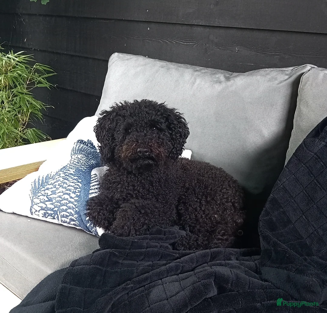 Poedel Toy honden te koop: Toypoedel  - Advertentie 6