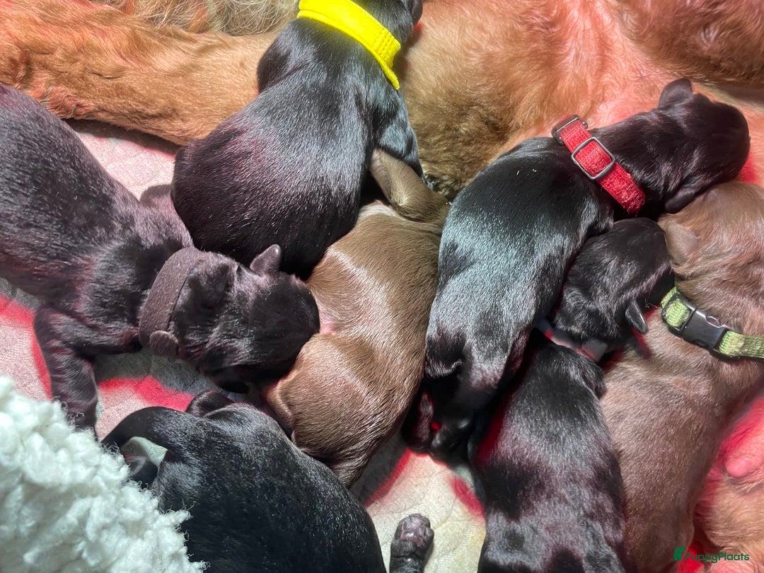 Labradoodle honden te koop: Labradoodle pups met Australian bloed - Advertentie 7