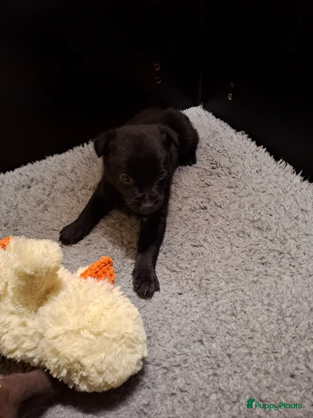 Australian Kelpie honden te koop: Mooie Australian Kelpie pups - Advertentie 12