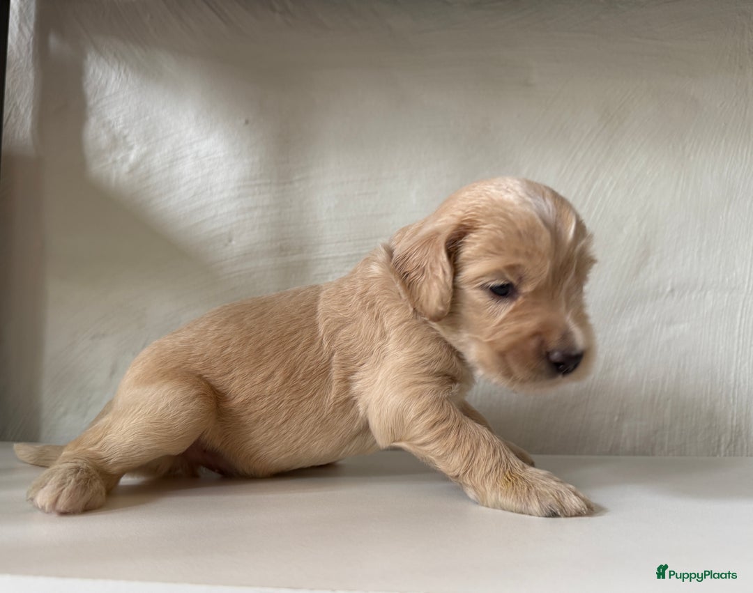 Labradoodle honden te koop: Labradoodle pups te koop - Afbeelding 7