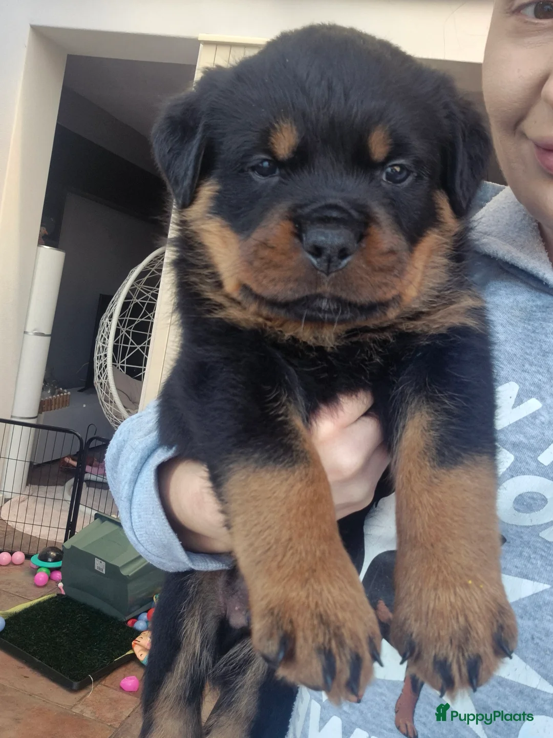 Rottweiler honden te koop: Litter F  - Advertentie 15