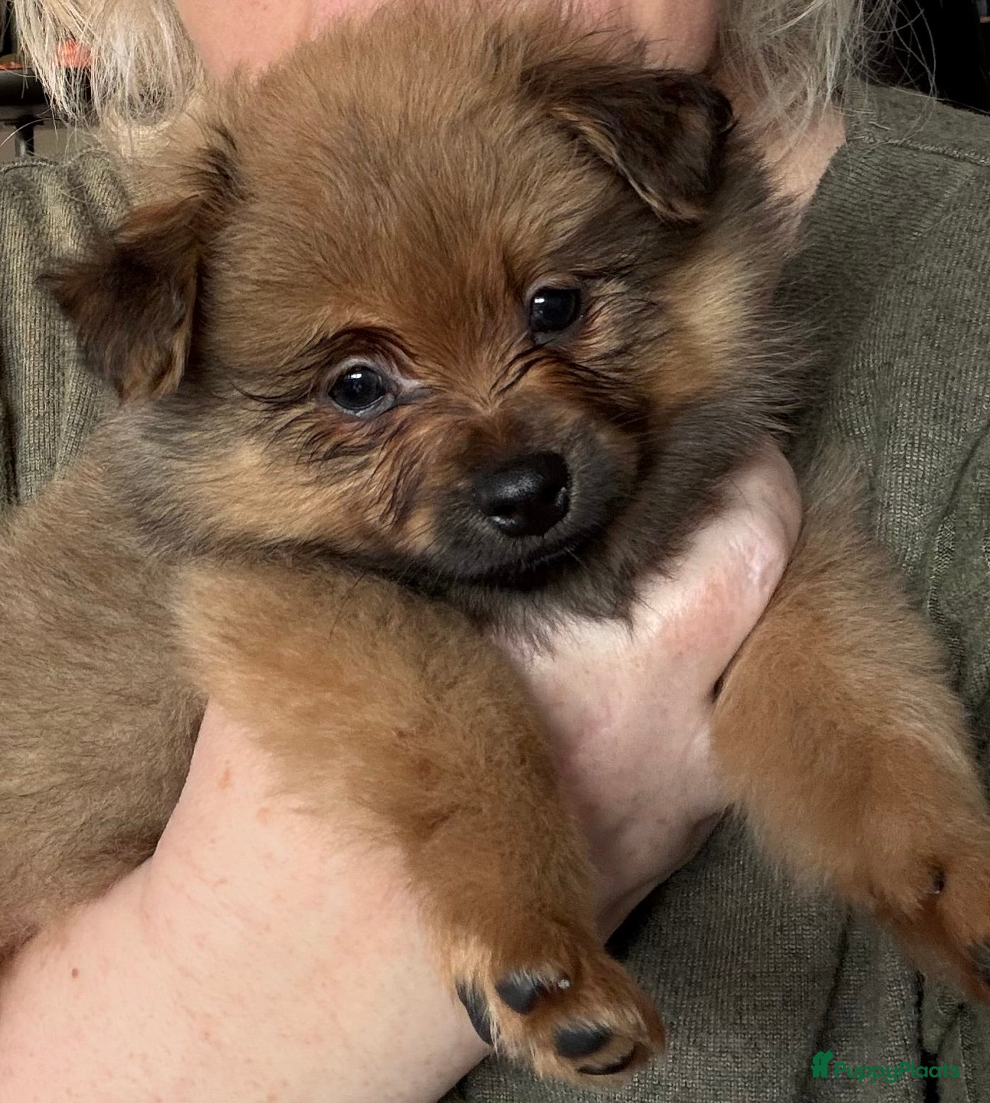 Pomchi honden Pomchi/pomeriaan - Advertentie 2